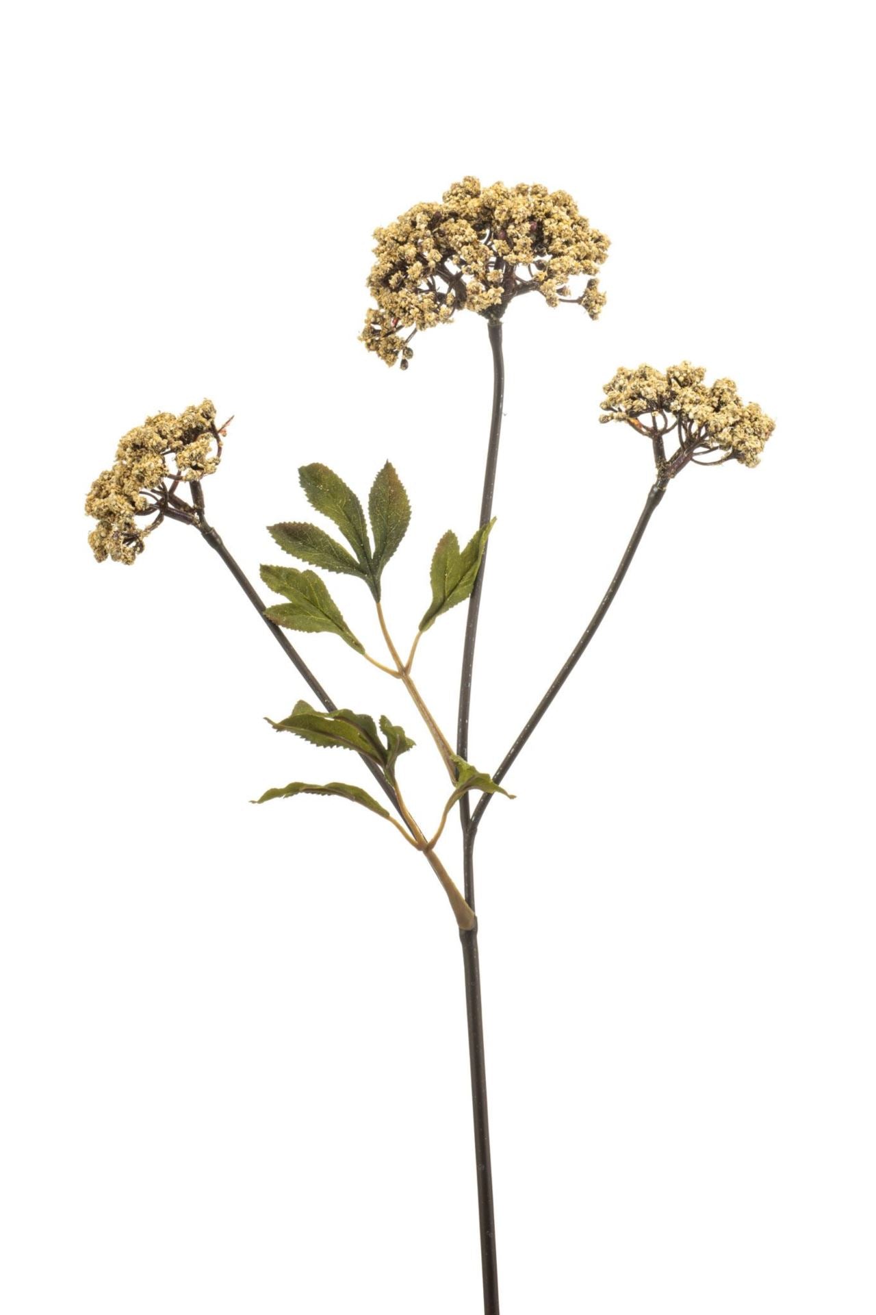 Achillea spray beige 70cm