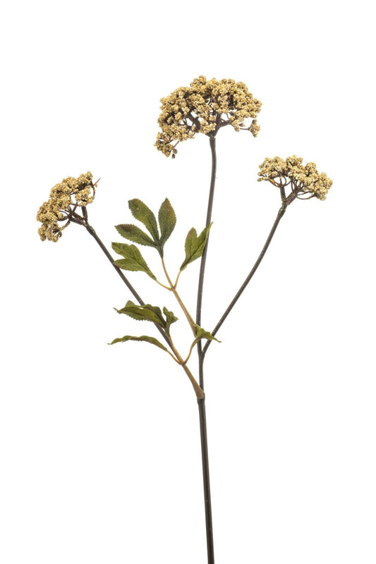 Achillea spray beige 70cm