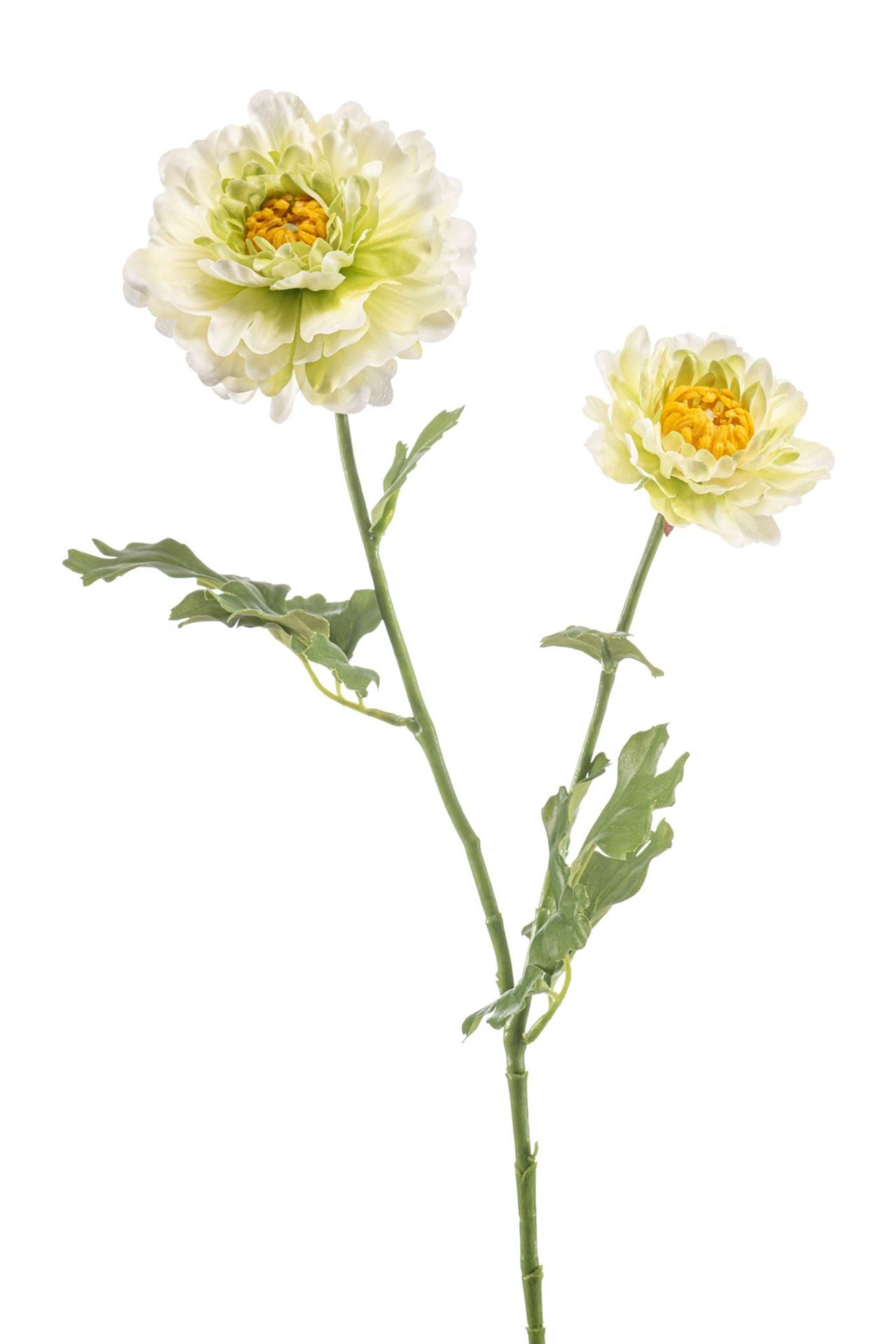 Ranunculus japanese spray green 65c
