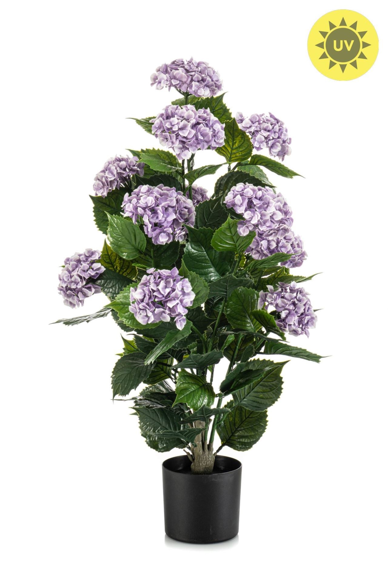 Hydrangea purple UV in pot 90cm