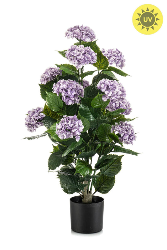 Hydrangea purple UV in pot 90cm