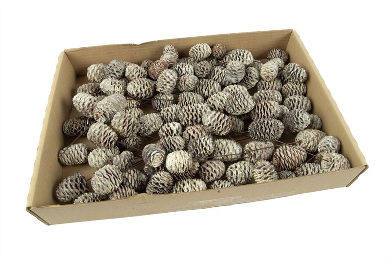 Leucadendron murii o/dr. stone wash
