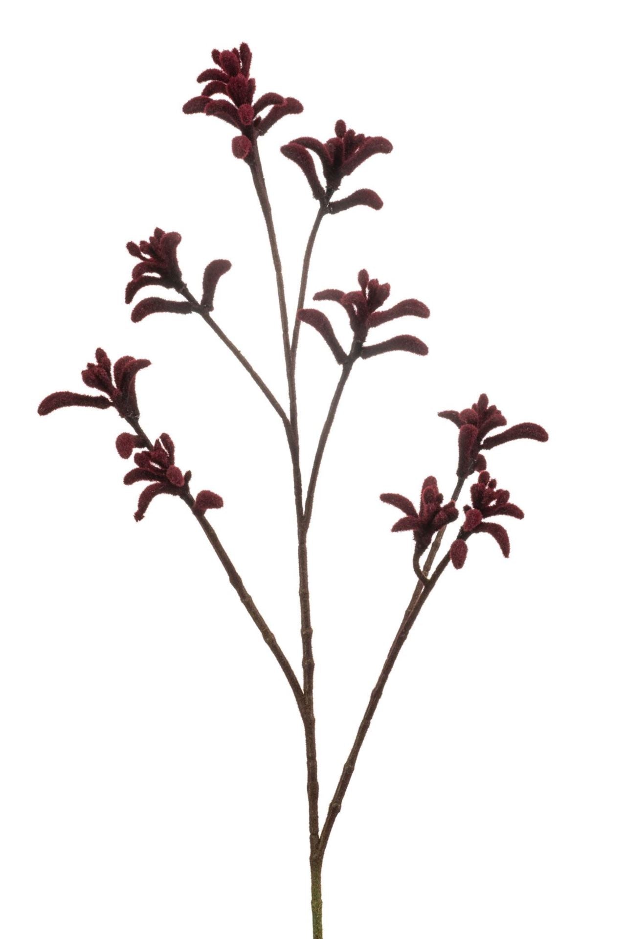 Anigozanthos spray burgundy 85cm