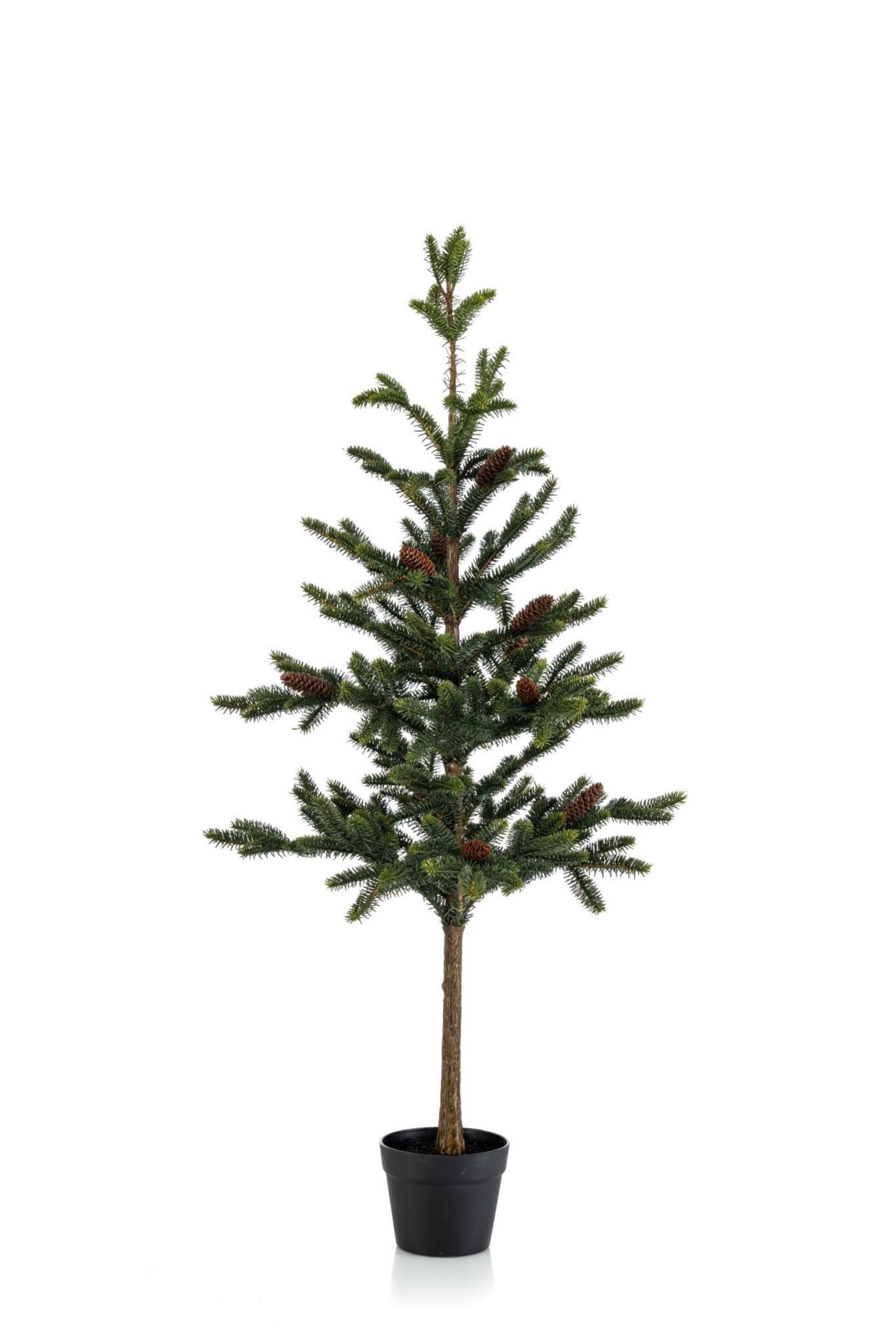 Pine w cones in pot 120cm