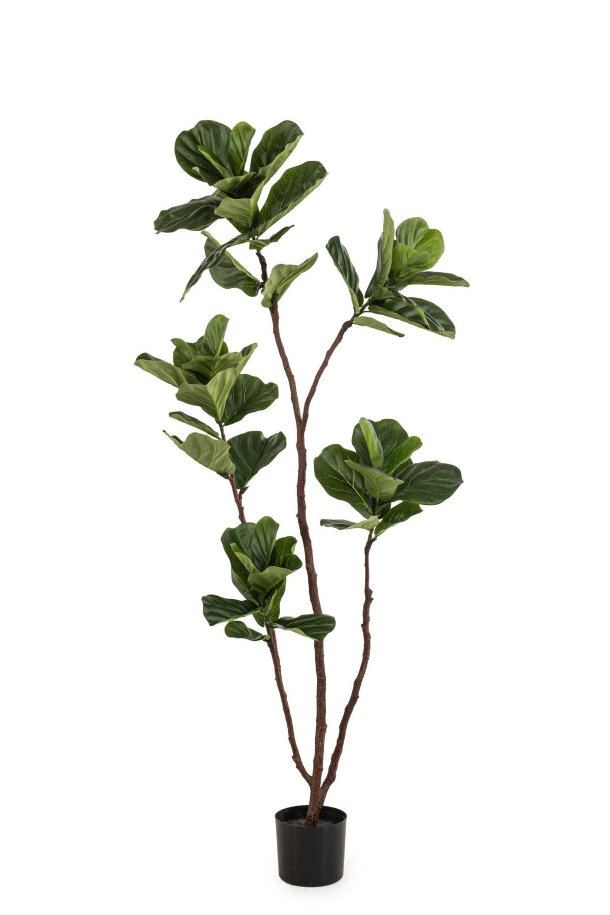 Ficus lyrata tree 175cm KD