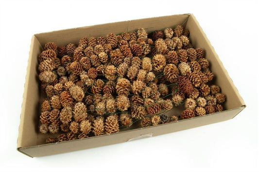 Leucadendron salignum strengen natu