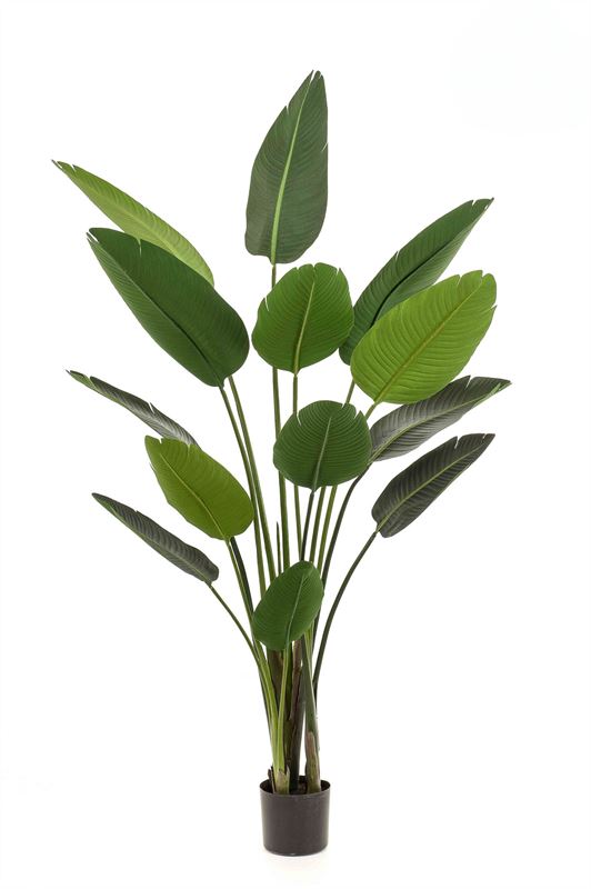 Strelitzia plant 190cm
