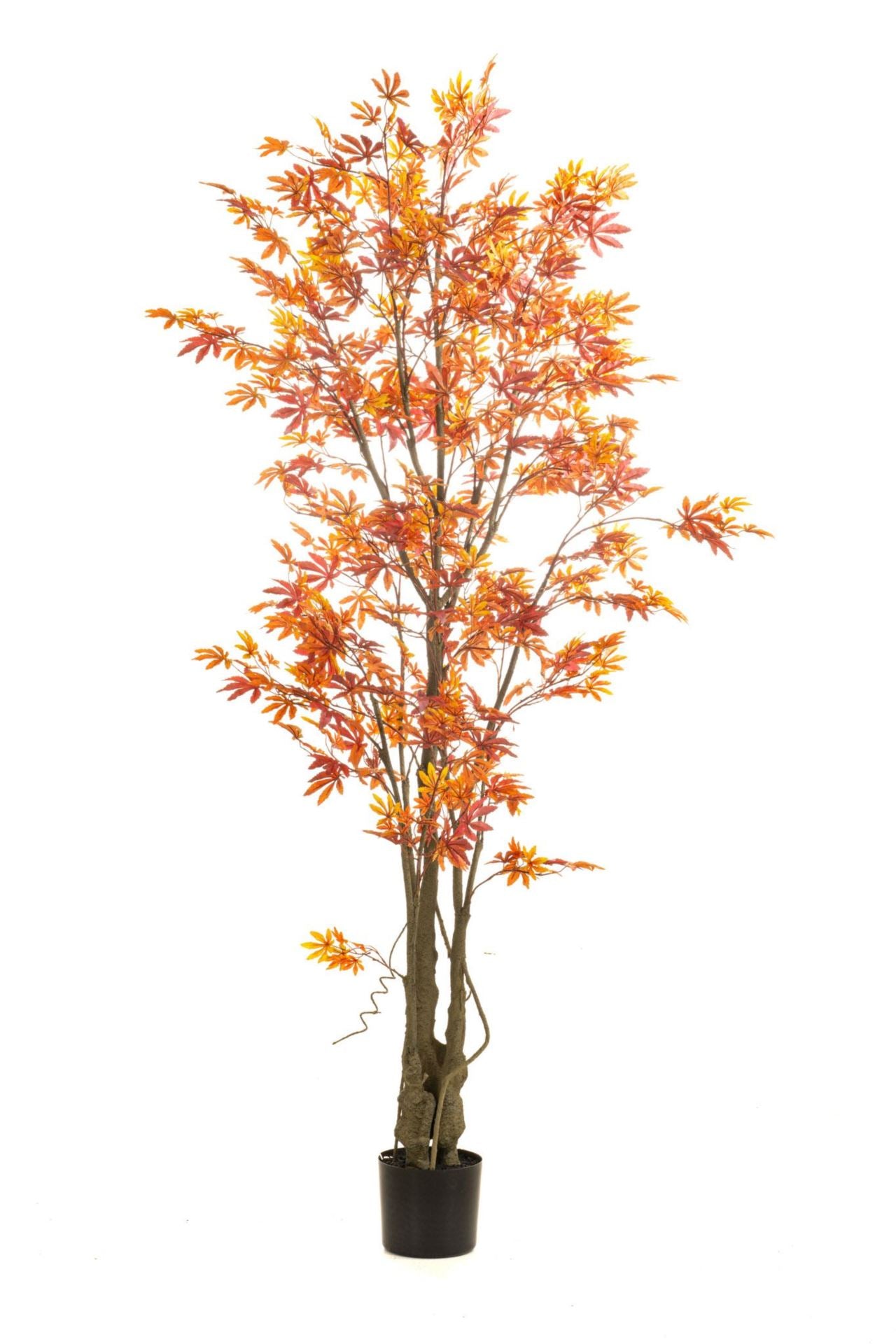 Maple japanese tree red/orange in p