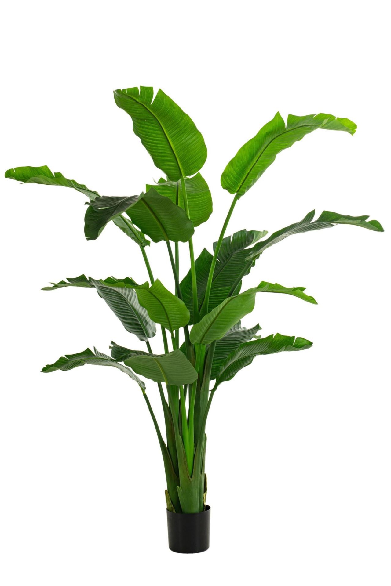 Strelitzia tree 210cm KD
