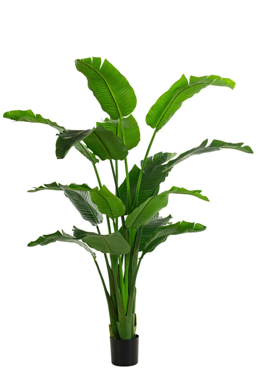 Strelitzia tree 210cm KD