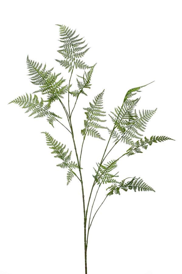 Asparagus spray green 135cm
