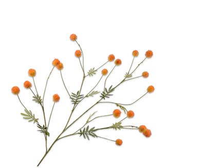 MIMOSA TAK ORANJE
