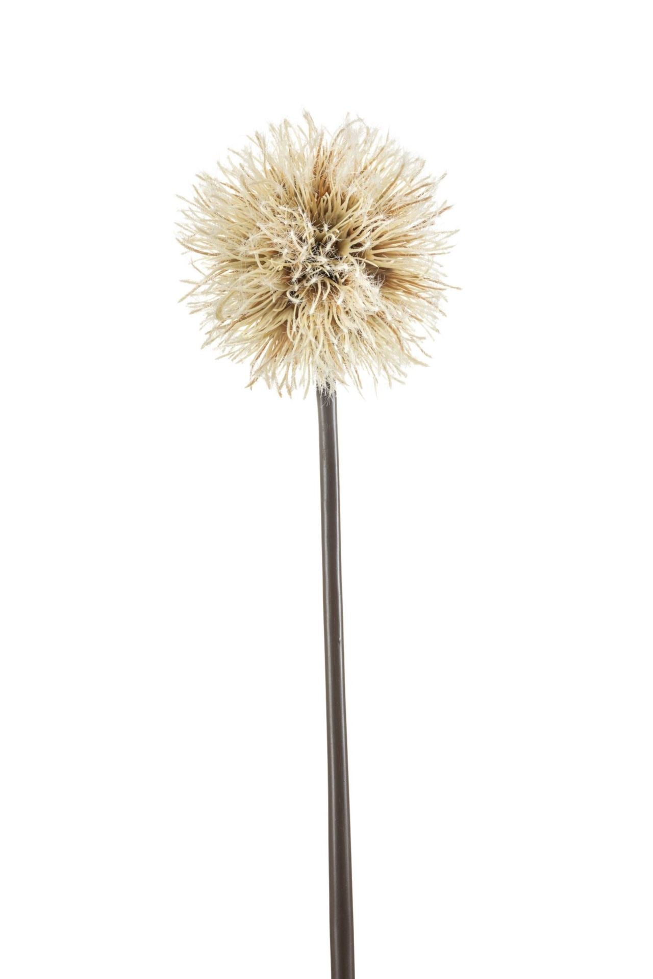 Dandelion spray cream 85cm