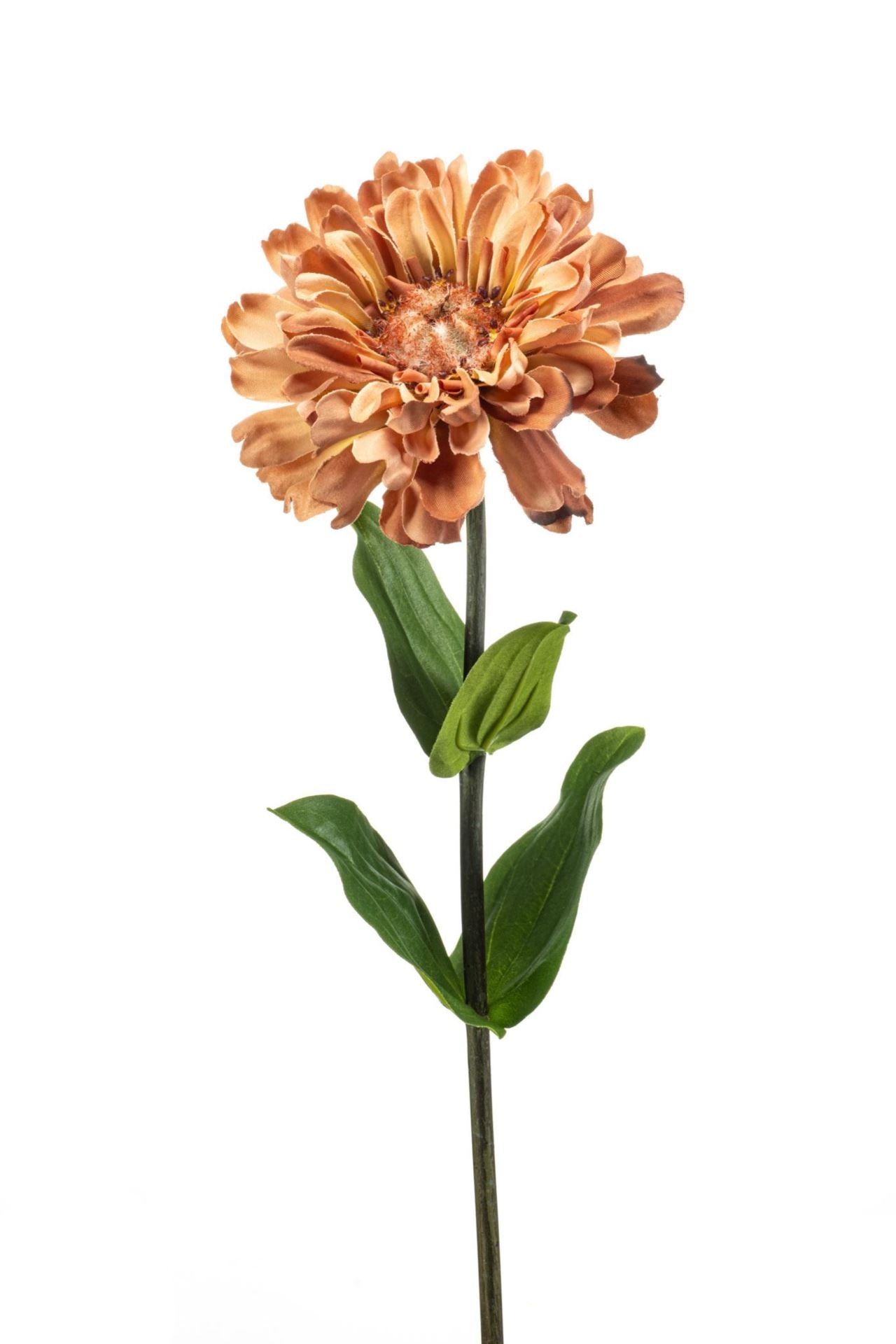 Zinnia spray peach 55cm