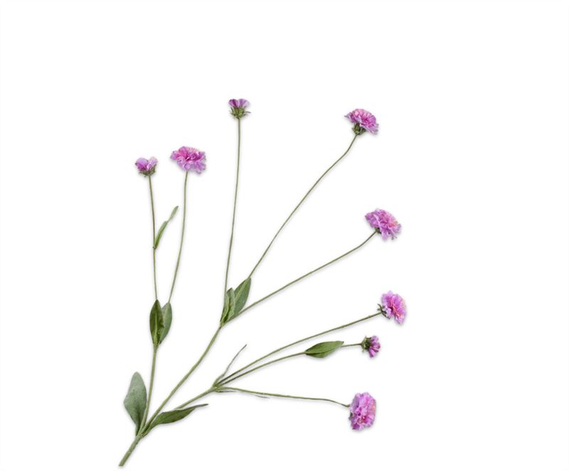 Korenbloem 90cm roze rt 24/ds