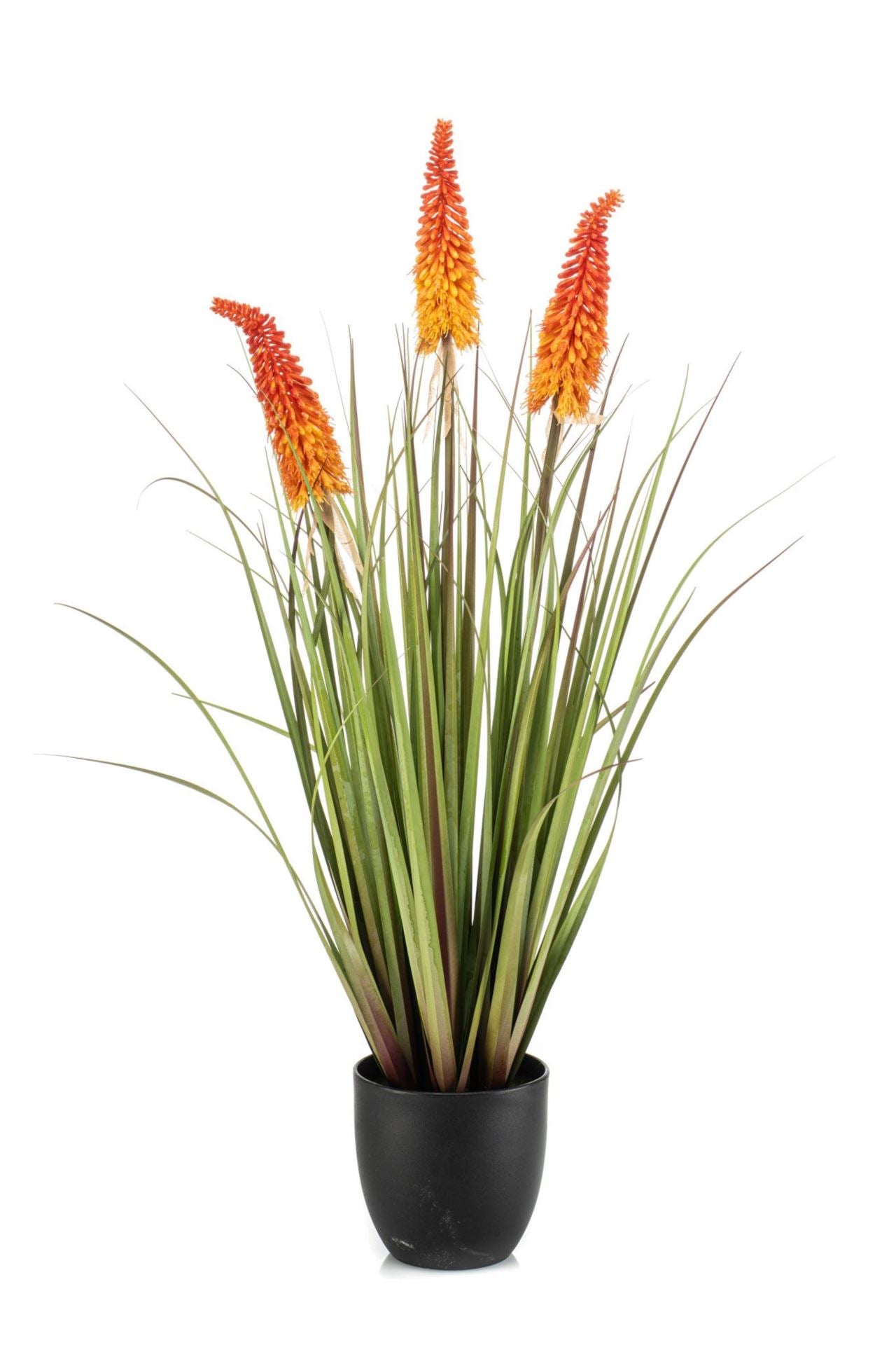 Kniphofia x3 orange in pot 90cm