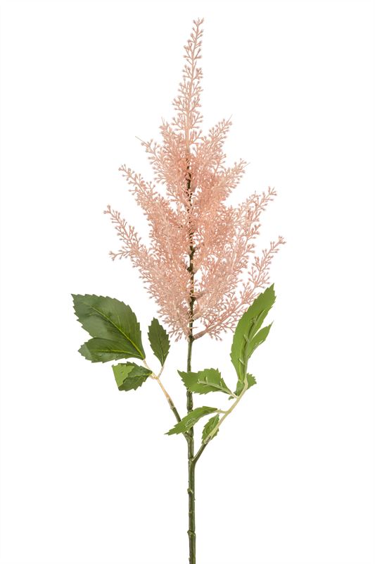 Astilbe spray lt pink 70cm