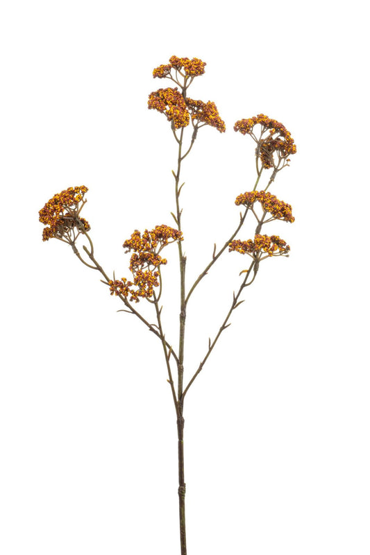 Achillea spray orange 60cm
