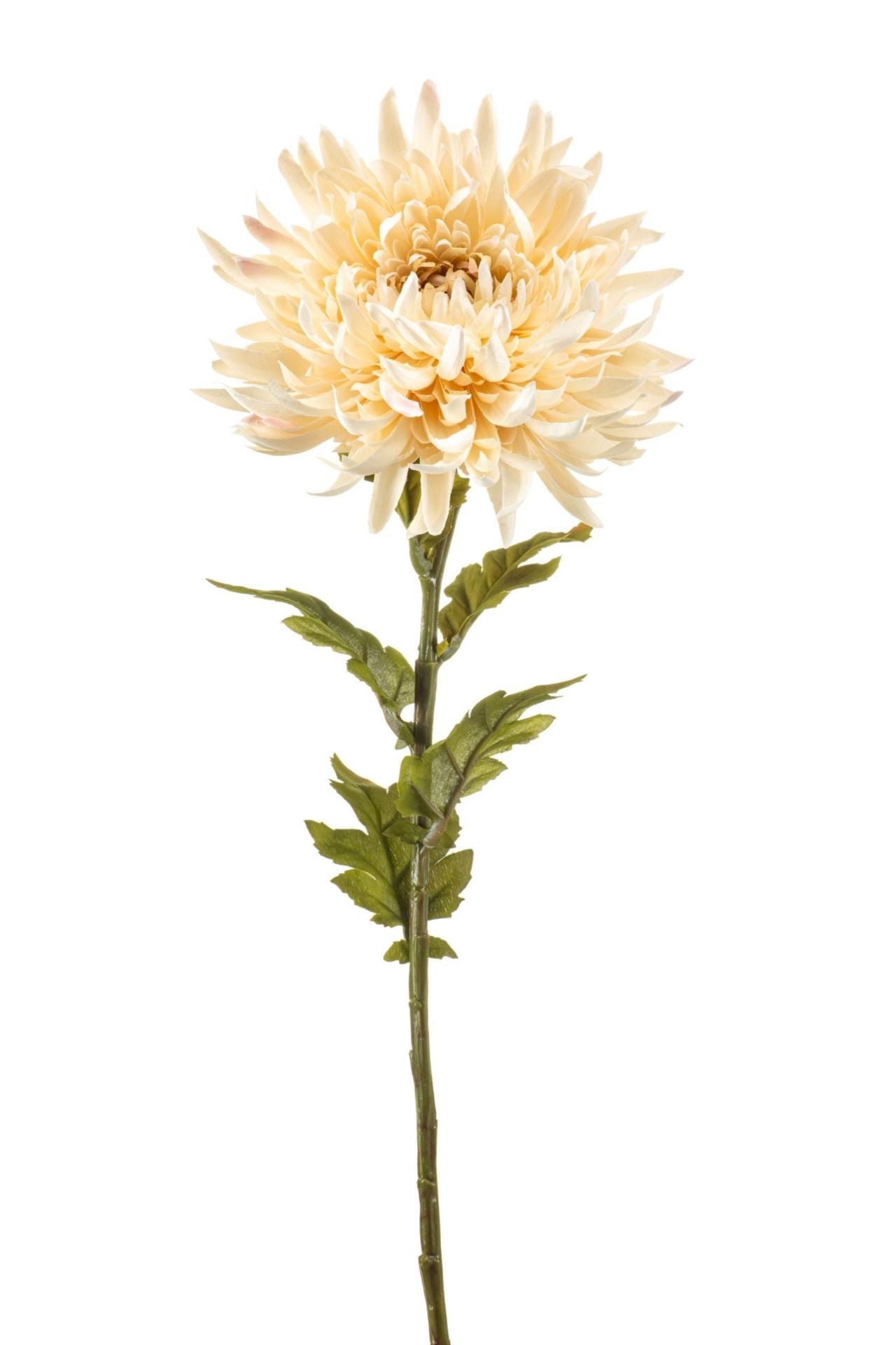 Chrysantum spray cream 63cm