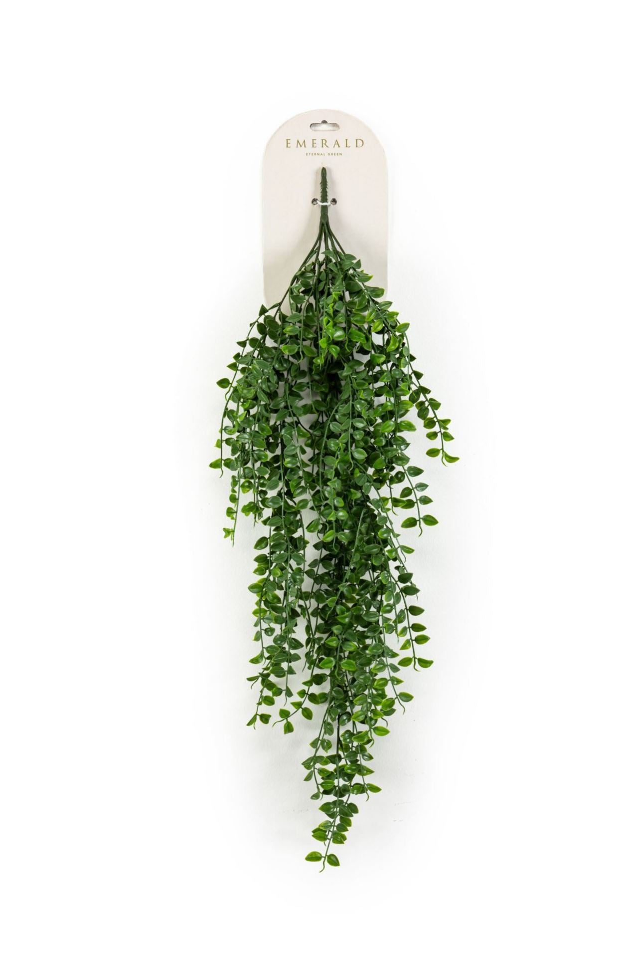 Ficus pumila hangende struik grn 80