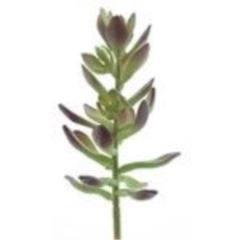 Sinocrassula Guanita red green 20cm 