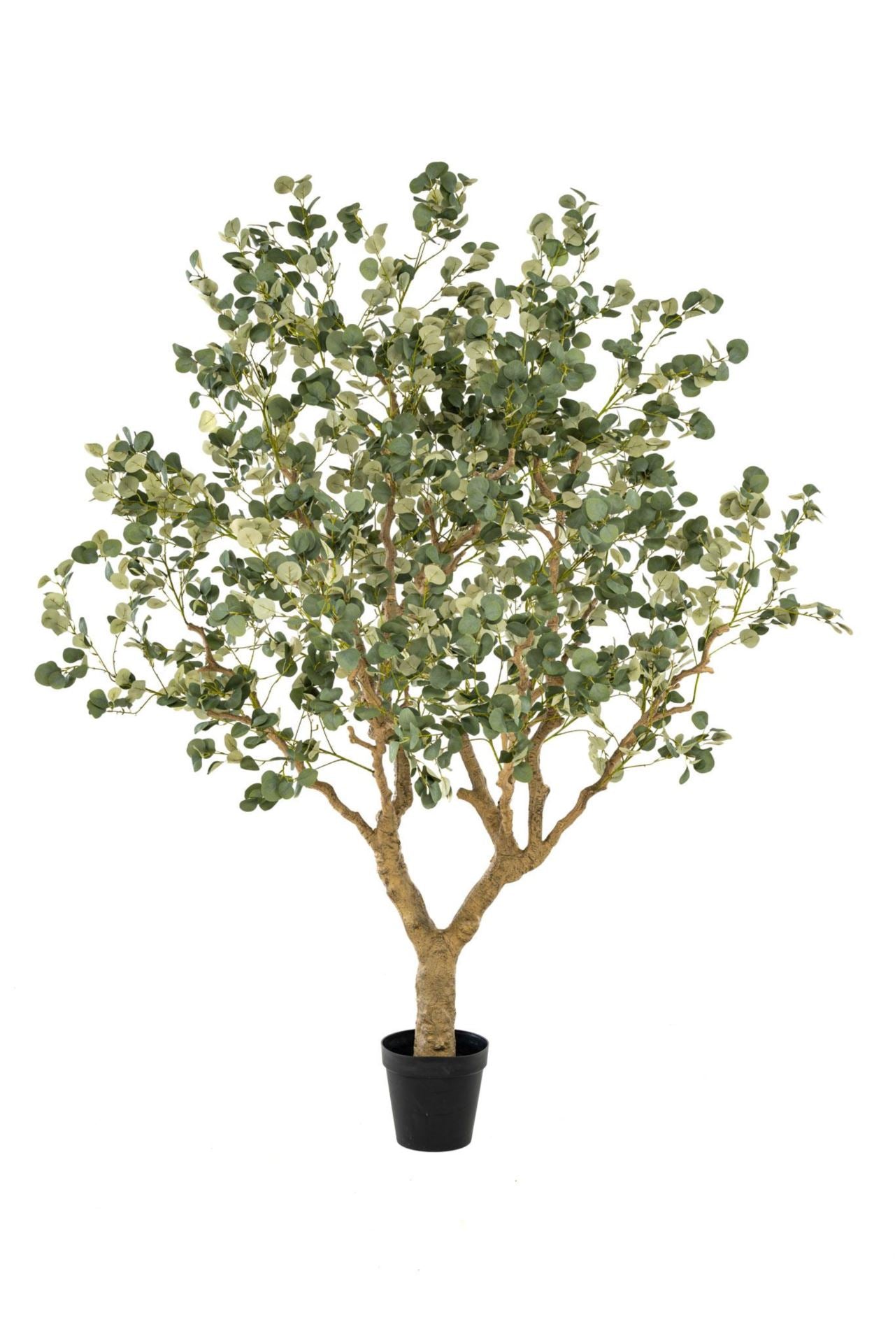 Eucalyptus botanic tree 240cm KD