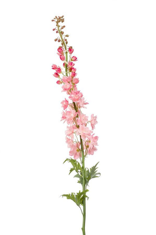 Delphinium XL spray pink 130cm