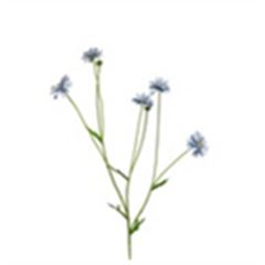 Centaurea Madelon 64cm blauw