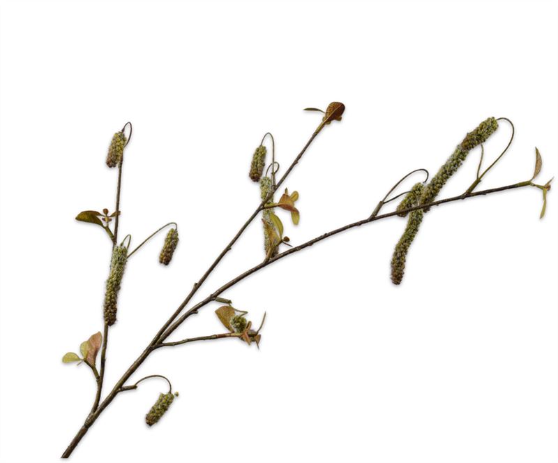 ALNUS TAK GROEN  81 cm
