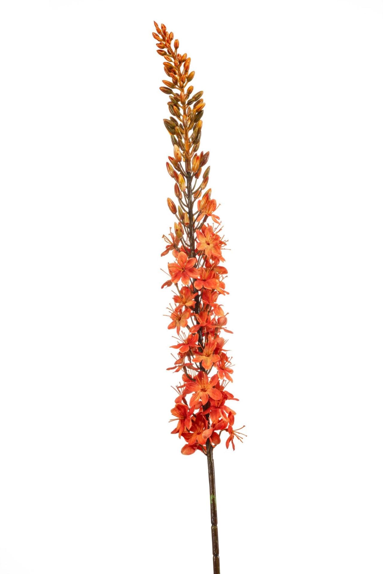 Eremurus spray orange109cm
