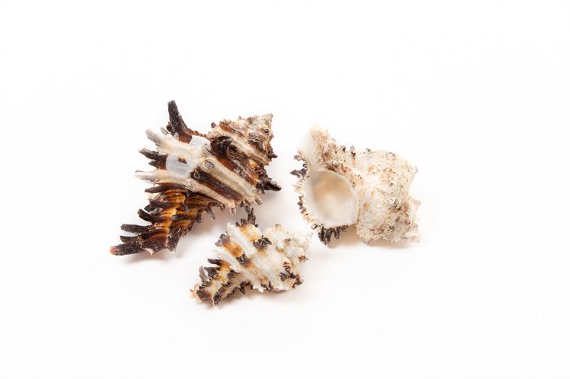 Schelpen murex indivia nat.1 kg