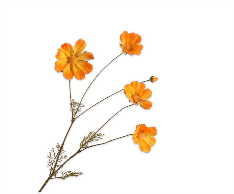 cosmos tak ora lt  92cm
