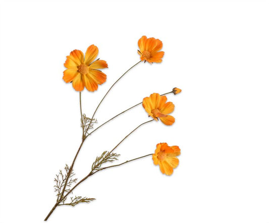 cosmos tak ora lt  92cm