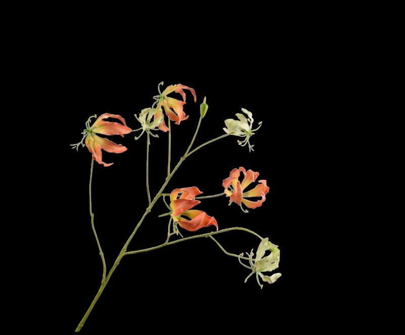 GLORIOSA TAK ORA LT  110 cm