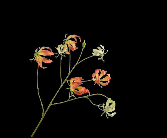 GLORIOSA TAK ORA LT  110 cm