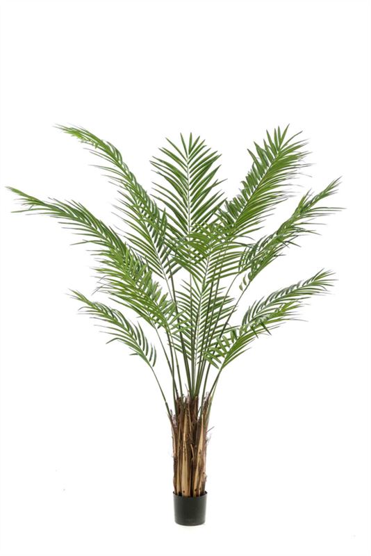 Areca palm 180cm (demontabele verpa