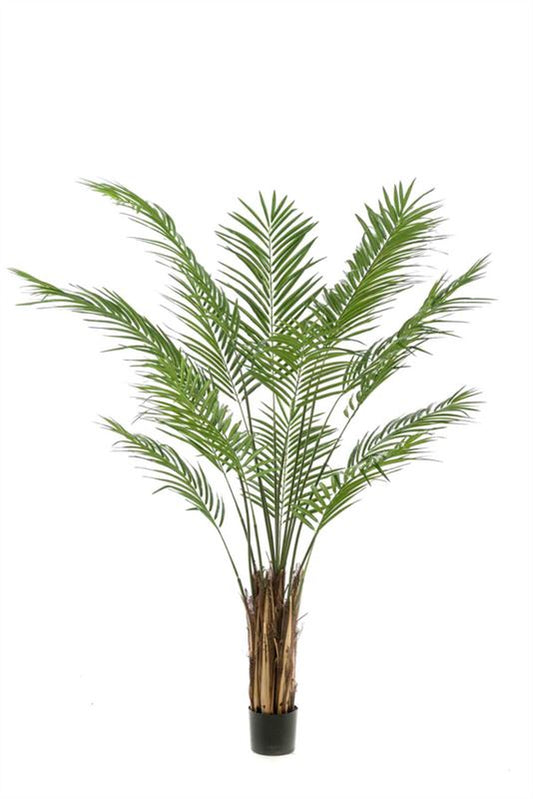 Areca palm 180cm (demontabele verpa