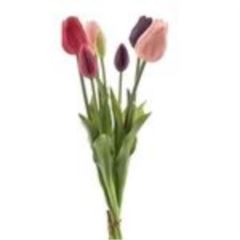 Classic tulip x7 purple/beauty 47c á 6 stuks