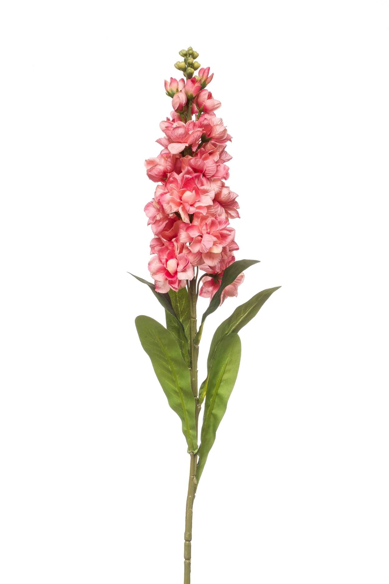 Matthiola spray coral 80cm