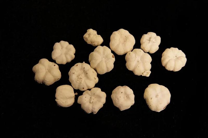Putka pods misty wit 450gr.