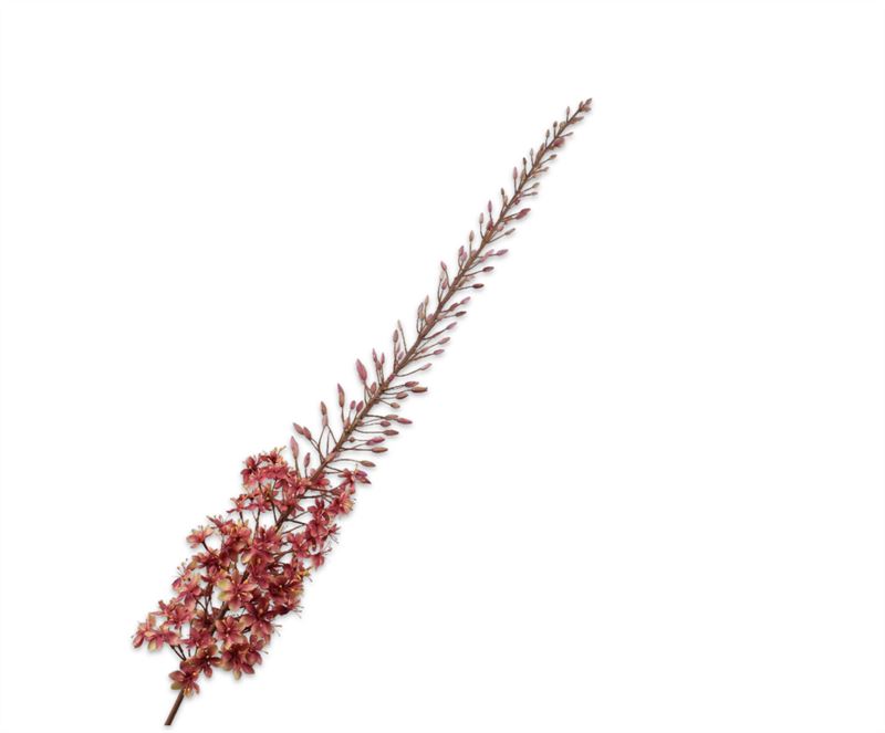 eremurus steel grn/mve  161cm