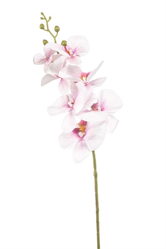Phalaenopsis tak 84cm roze 12/ds