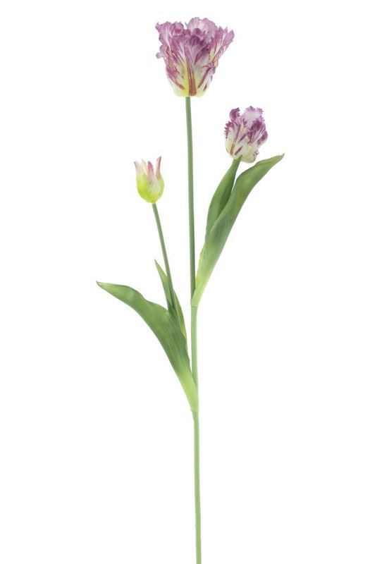 Parrot tulip spray Sally purple 71c