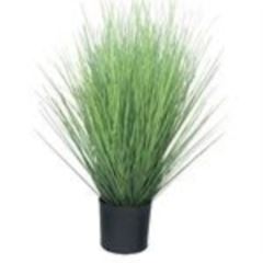 King festuca green in pot 60cm á 4 stuks