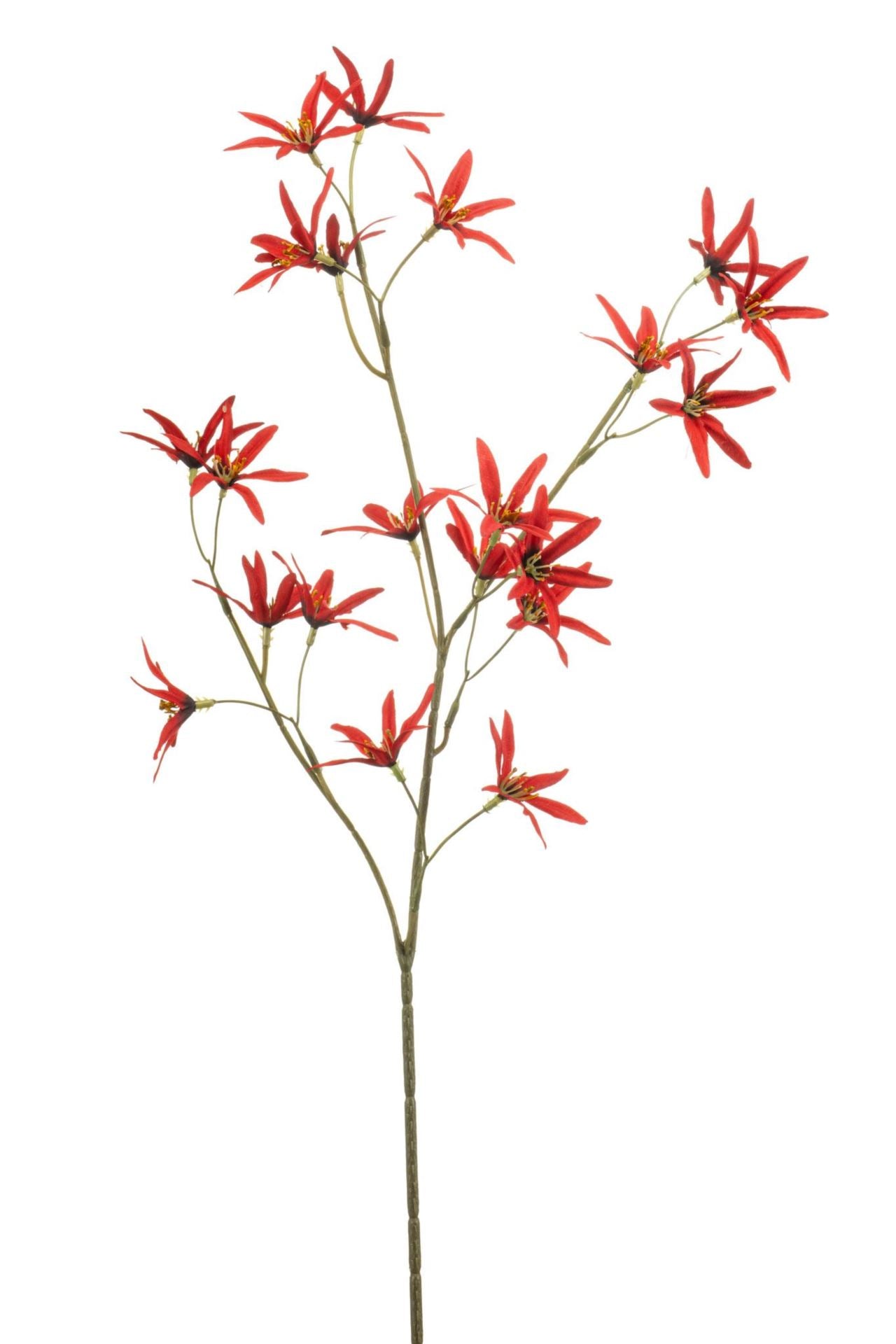 Tweedia spray red 70cm