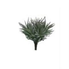 Crassula Himalaya pick grey 15cm á 12 stuks