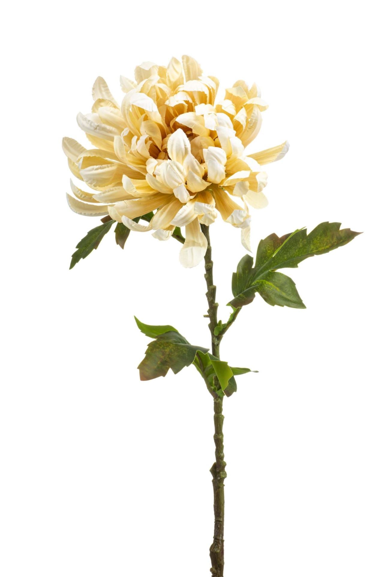 Chrysantum spray cream 60cm