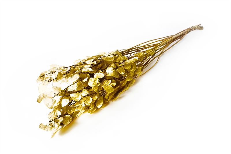 Lunaria goud