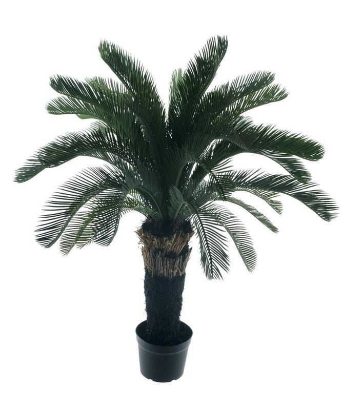 Cycas palm plant in pot green 130cm