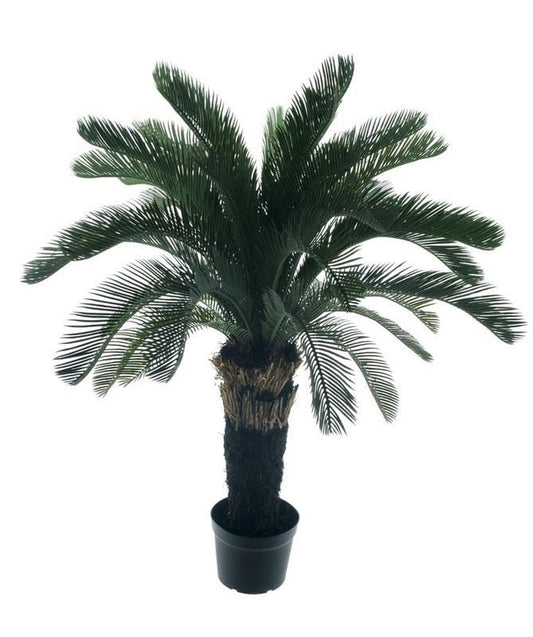 Cycas palm plant in pot green 130cm